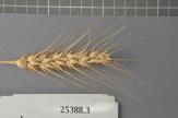 Click for 1 image(s) for this accession. Spike